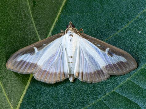 box tree moth usda